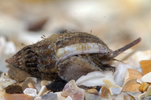 Tritia nitida Tritia nitida
