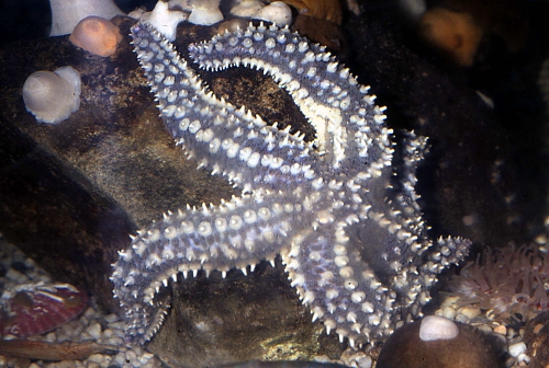 Marthasterias glacialis Marthasterias glacialis