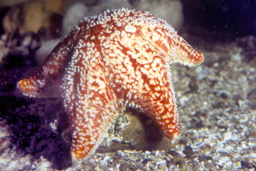Porania (Porania) pulvillus Porania (Porania) pulvillus