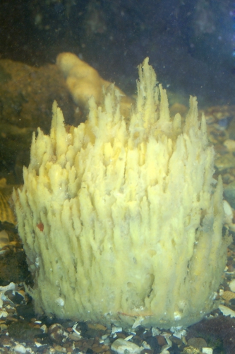 Desmacidon fruticosum Desmacidon fruticosum