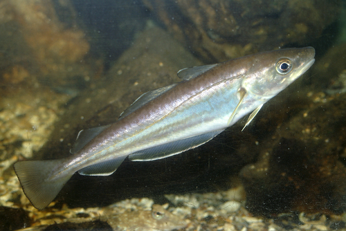 Merlangius merlangus Merlangius merlangus