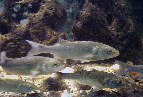 Dicentrarchus labrax Dicentrarchus labrax