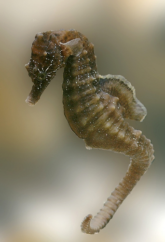 Hippocampus hippocampus Hippocampus hippocampus
