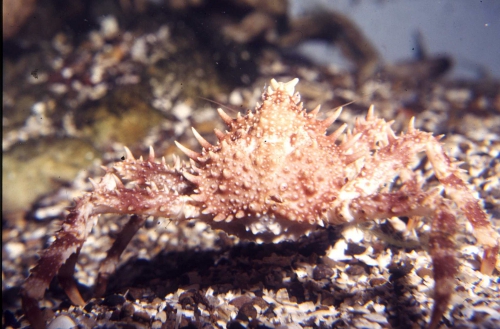 Lithodes maja Lithodes maja