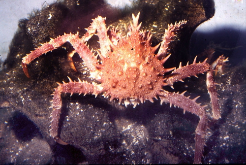 Lithodes maja Lithodes maja