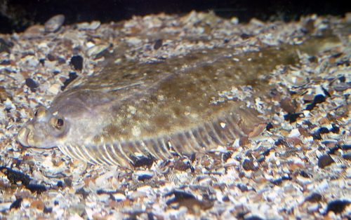 Platichthys flesus Platichthys flesus