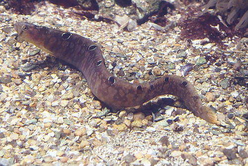 Pholis gunnellus Pholis gunnellus