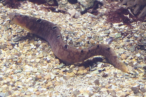 Pholis gunnellus