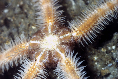 Ophiothrix fragilis Ophiothrix fragilis