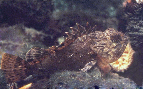 Scorpaena porcus Scorpaena porcus