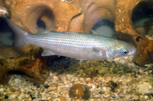 Chelon labrosus