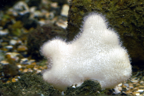 Alcyonium digitatum