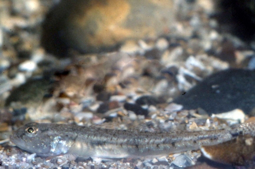 Pomatoschistus minutus Pomatoschistus minutus
