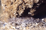 Decapoda