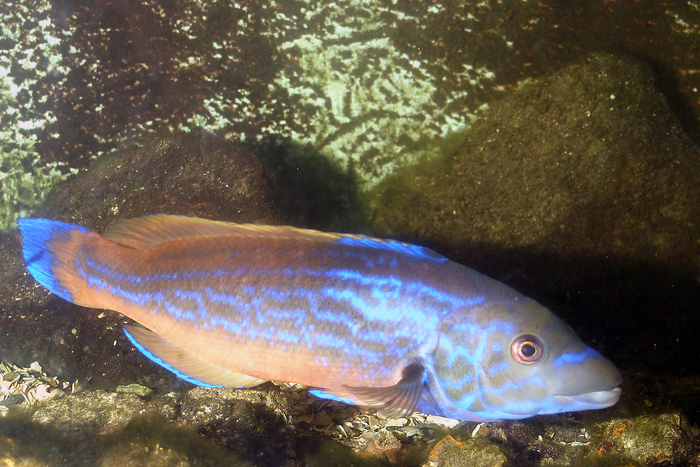 Labrus bimaculatus - male