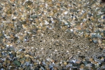 Pleuronectiformes