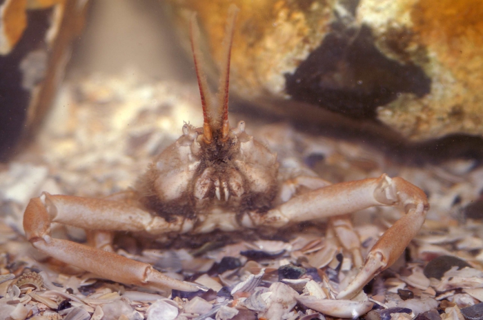 Corystes cassivelaunus Corystes cassivelaunus