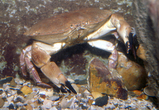 Cancer pagurus, author: Eneman, Eddy Cancer pagurus, author: Eneman, Eddy