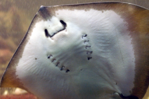 Dasyatis pastinaca Dasyatis pastinaca