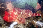 Perciformes