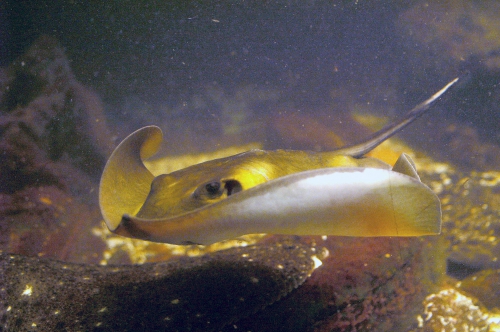 Dasyatis pastinaca Dasyatis pastinaca