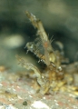 Tubularia indivisa, author: Eneman, Eddy