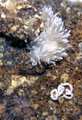 Cladobranchia