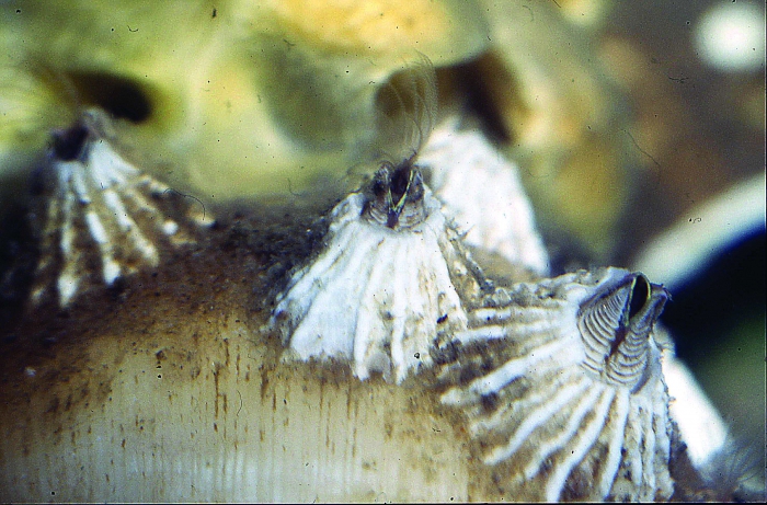 Balanus crenatus Balanus crenatus