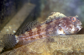 Blennius ocellaris, author: Eneman, Eddy Blennius ocellaris, author: Eneman, Eddy