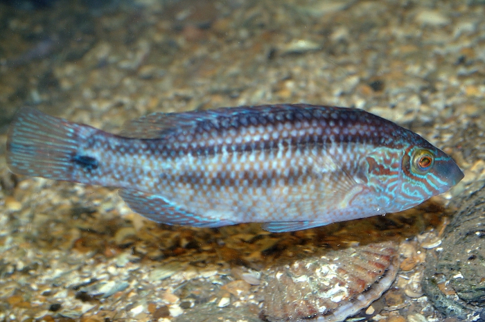 Crenilabrus melops