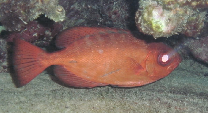 Heteropriacanthus cruentatus