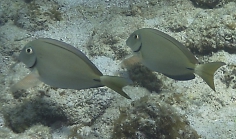 Acanthurus bahianus