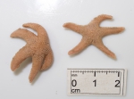Echinoderms