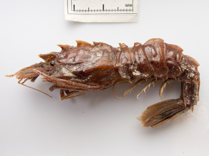 Sclerocrangon ferox Sclerocrangon ferox