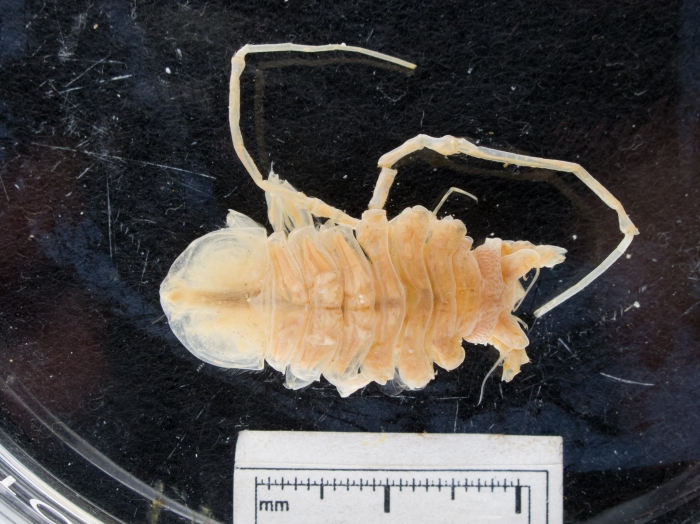 Munnopsurus giganteus Munnopsurus giganteus
