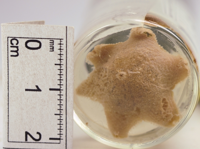 Pteraster obscurus Pteraster obscurus