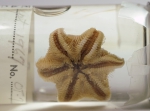Sea stars