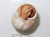 Pagurus kroyeri in moon snail, author: Nozes, Claude