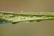 Prokelisia marginata on Spartina leaf, author: De Blauwe, Hans