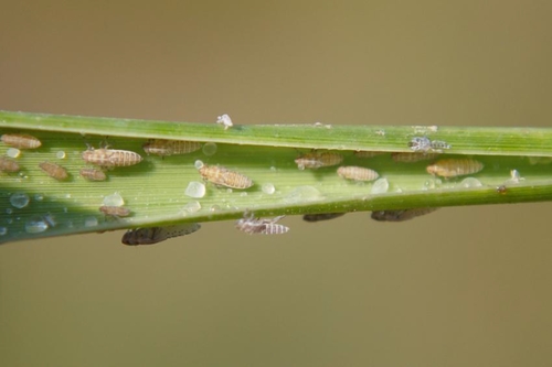 Prokelisia marginata on Spartina leaf Prokelisia marginata on Spartina leaf