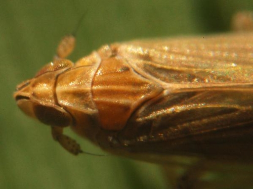 Prokelisia marginata (top view)