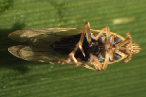 Prokelisia marginata (bottom view) Prokelisia marginata (bottom view)