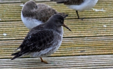 Purple sandpiper (Calidris maritima)