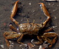 Decapoda