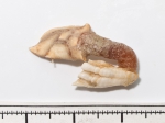 Cirripedia