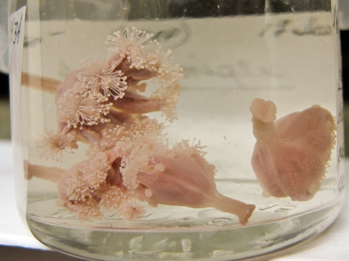 Haliclystus salpinx Haliclystus salpinx