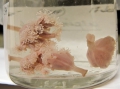 Staurozoa
