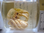 Pagurus acadianus