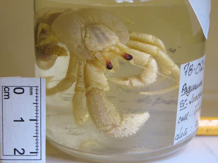 Pagurus arcuatus Pagurus arcuatus