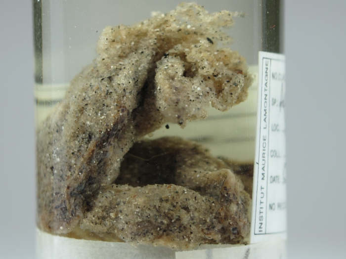Aplidium glabrum Aplidium glabrum
